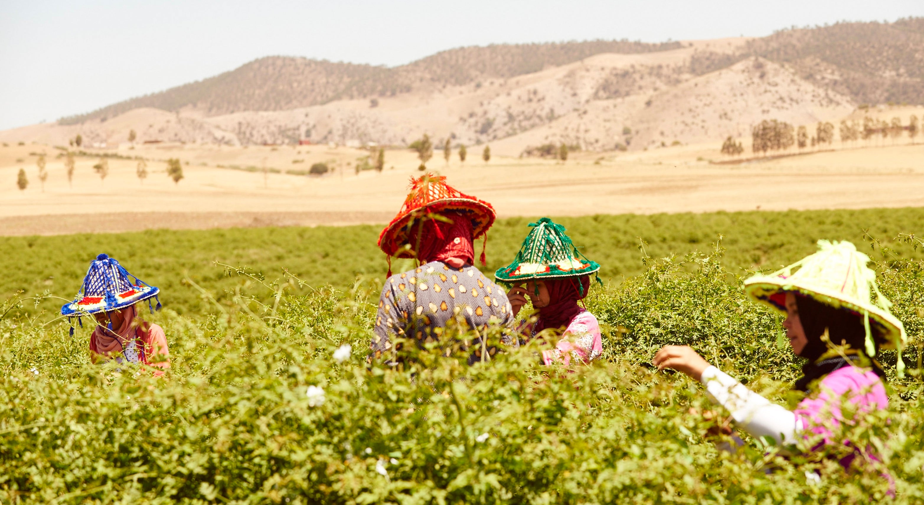 Sacred rituals of flower harvesting